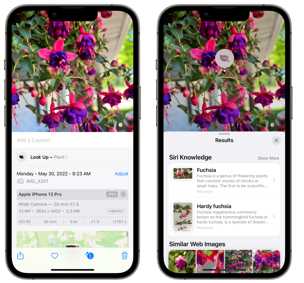 玉田苹果手机维修分享小技巧：使用 iPhone 相机识别花卉植物 